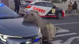 פיל ים, צילום: מתוך סרטון ברשתות